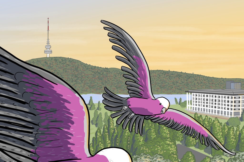 Detail of galah wings flying with Black Mountain Tower sunrise in the background