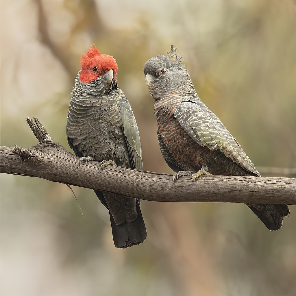 Gang-gang cockatoo pair - male and femal