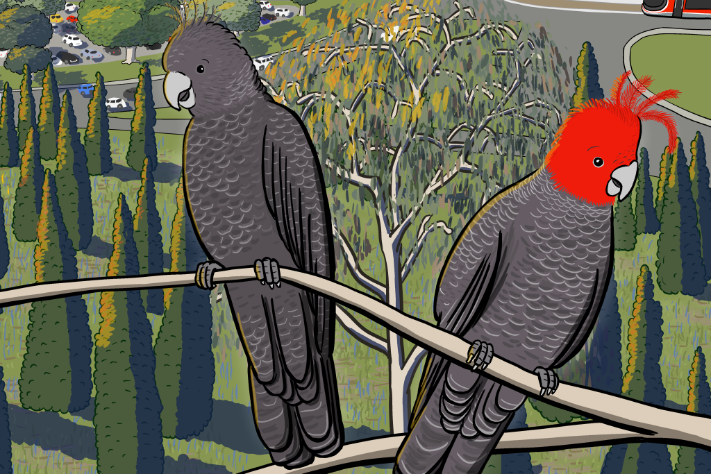 Details of cartoon gang-gang cockatoos sitting on tree branch