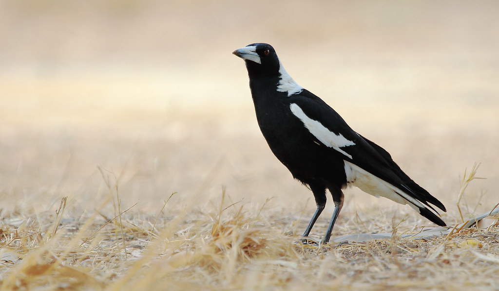 Magpie on ground looking towards camera