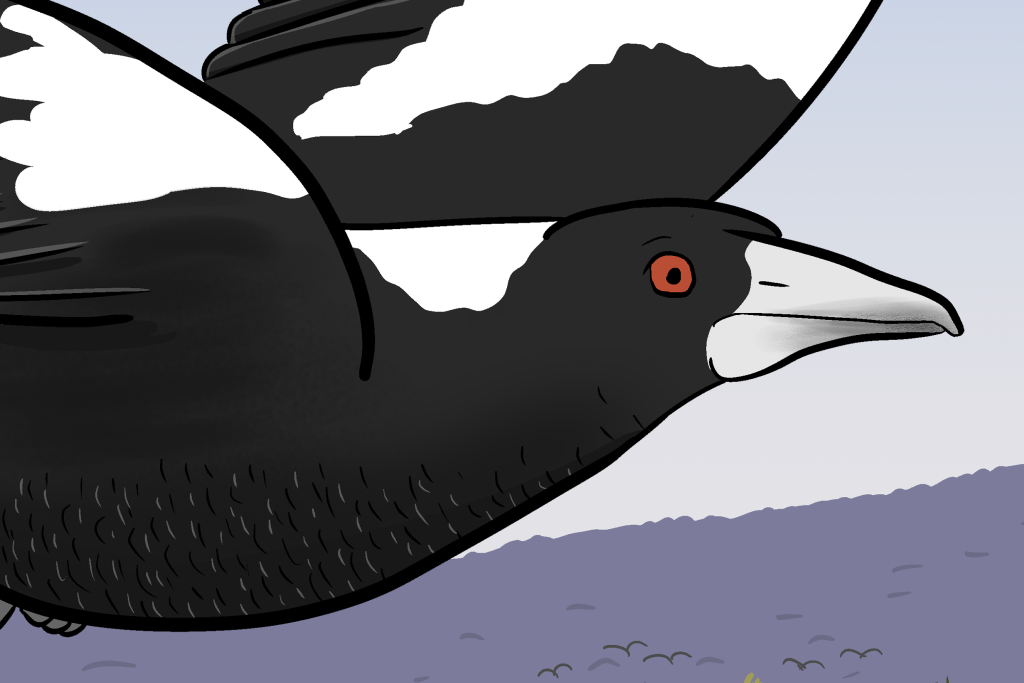 Cartoon magpie head detail