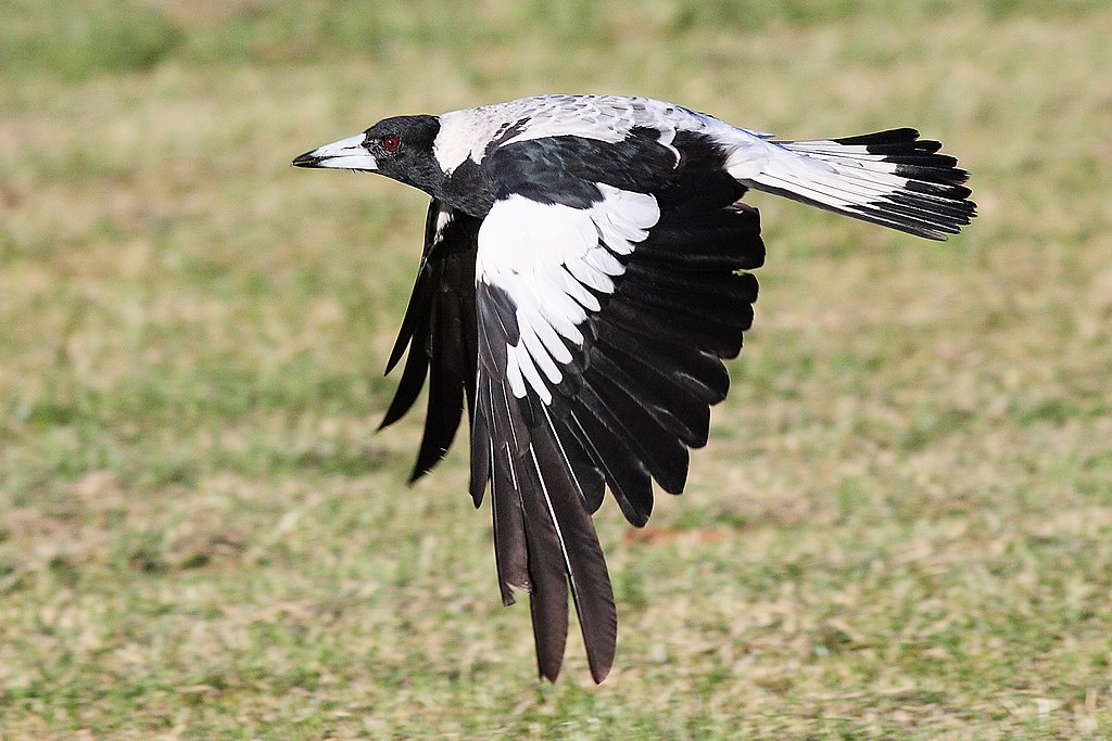Australian magpie in flight, side view