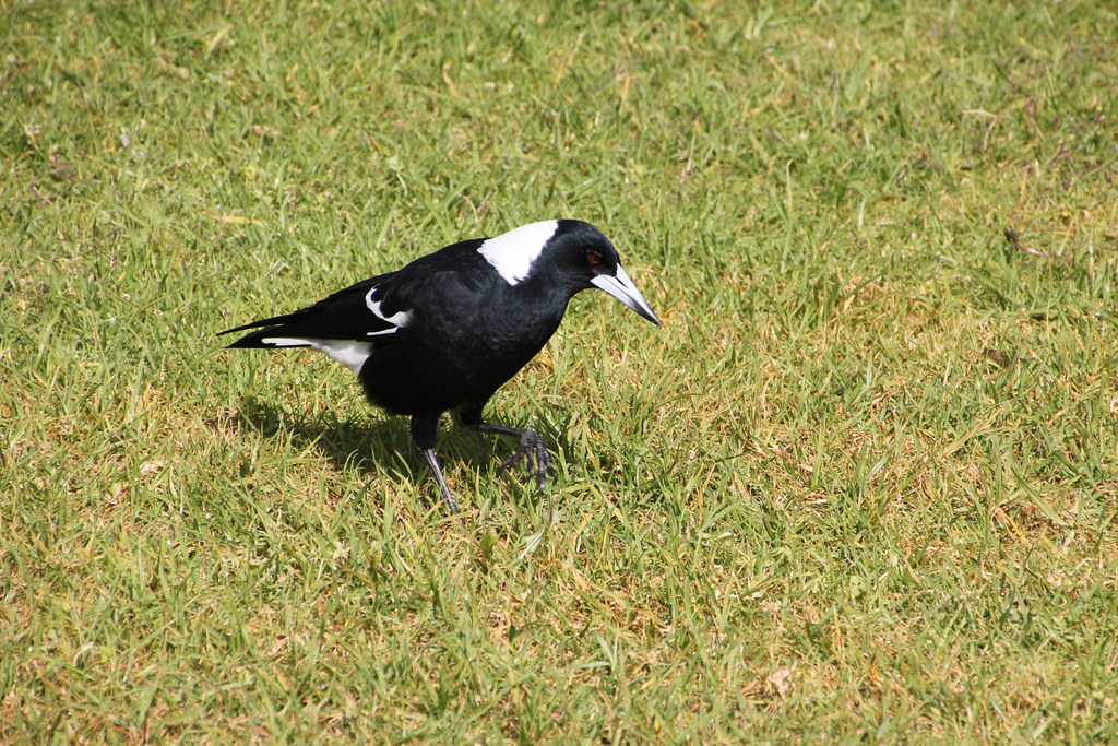 Magpie standing on grass, looking for food