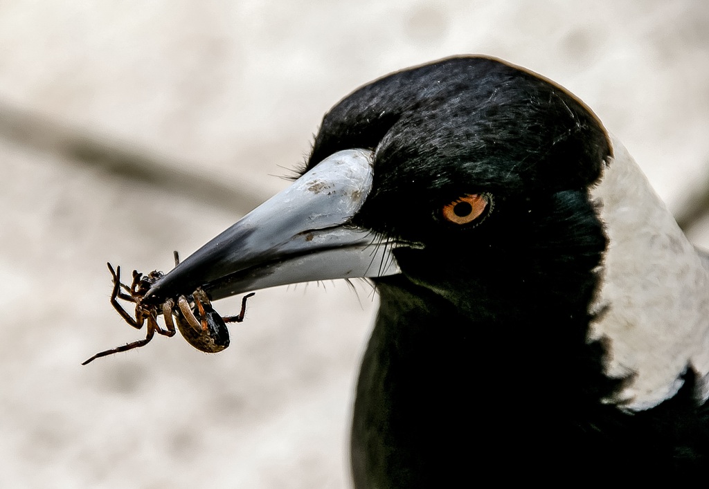 Australian magpie with insect in beak