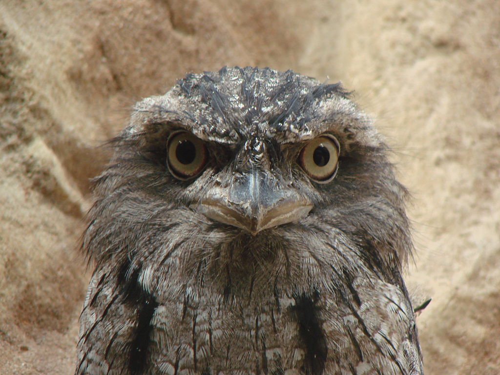 Closeup of tawny frogmouth face