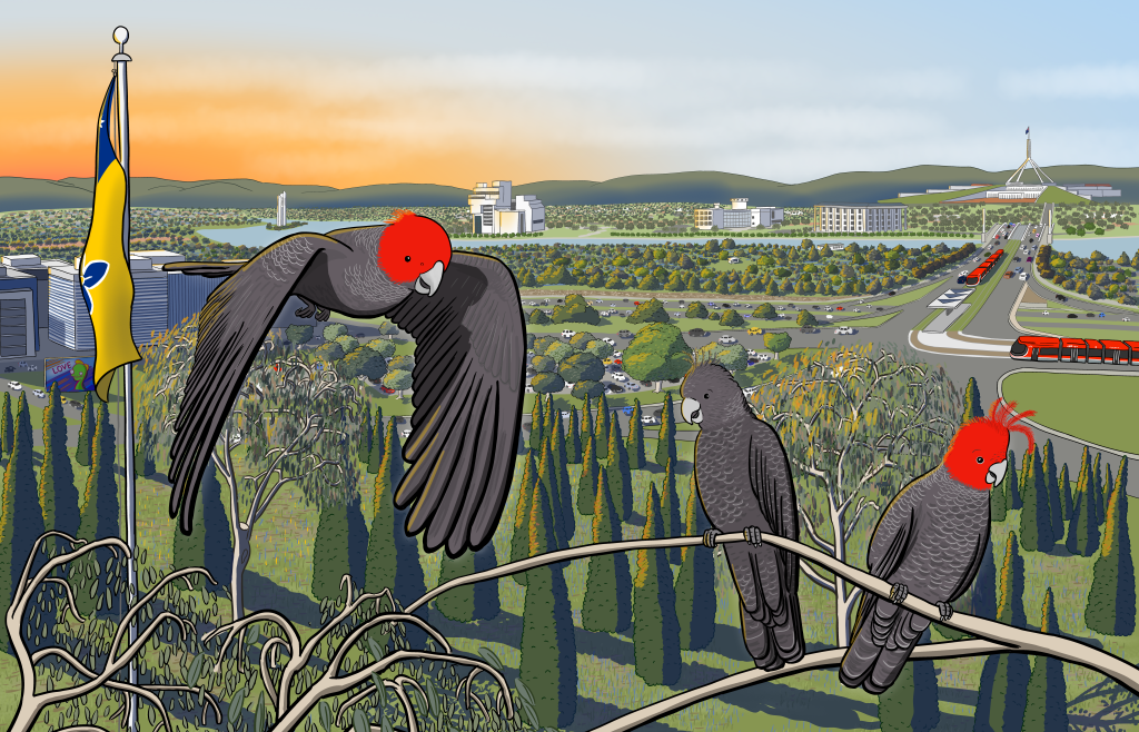 Cartoon gang-gang cockatoos flying over Canberra