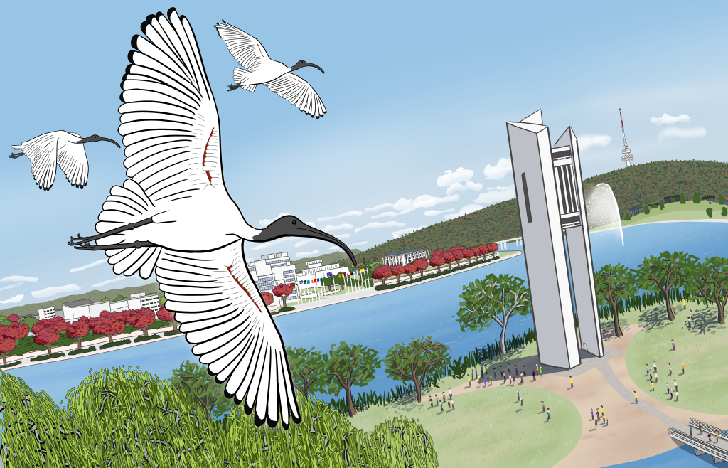 Cartoon ibis in Australia flying over Canberra city skyline