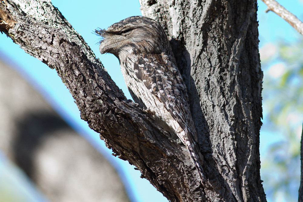 Tawny frogmouth camoflague in the daytime