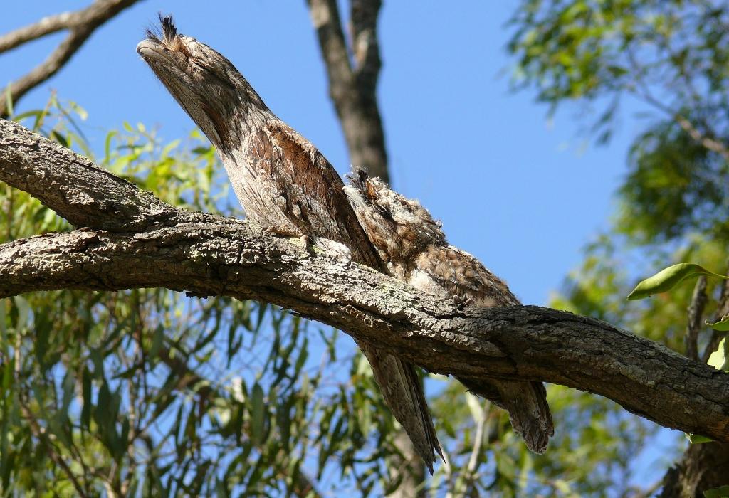Tawny frogmouth roosting, camoflagued on a tree branch
