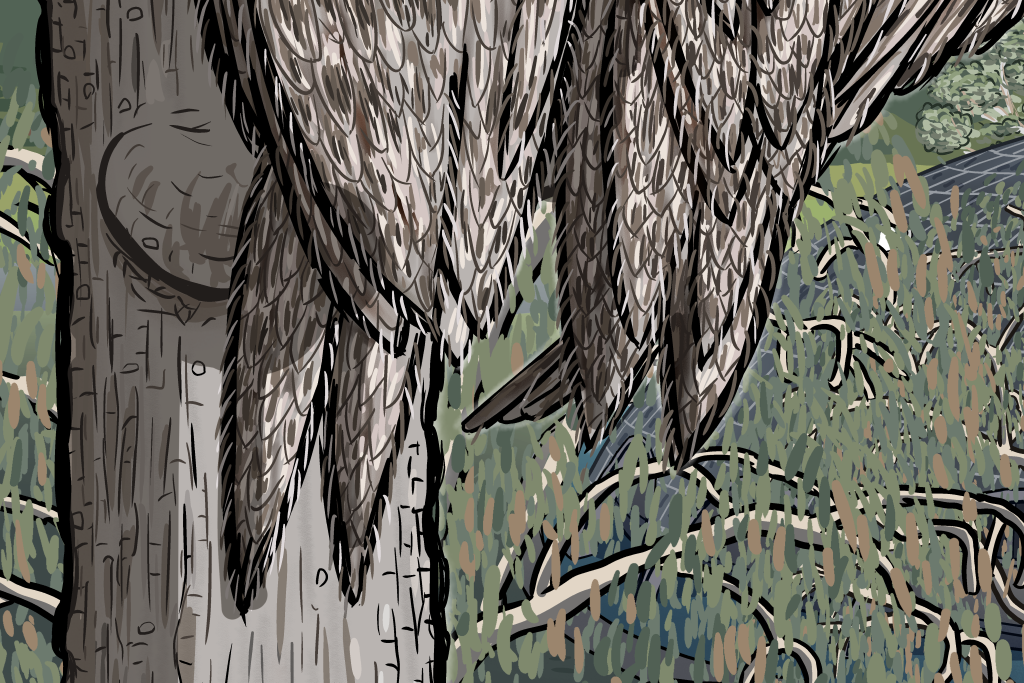 Detail of illustrated Tawny Frogmouth tail feathers