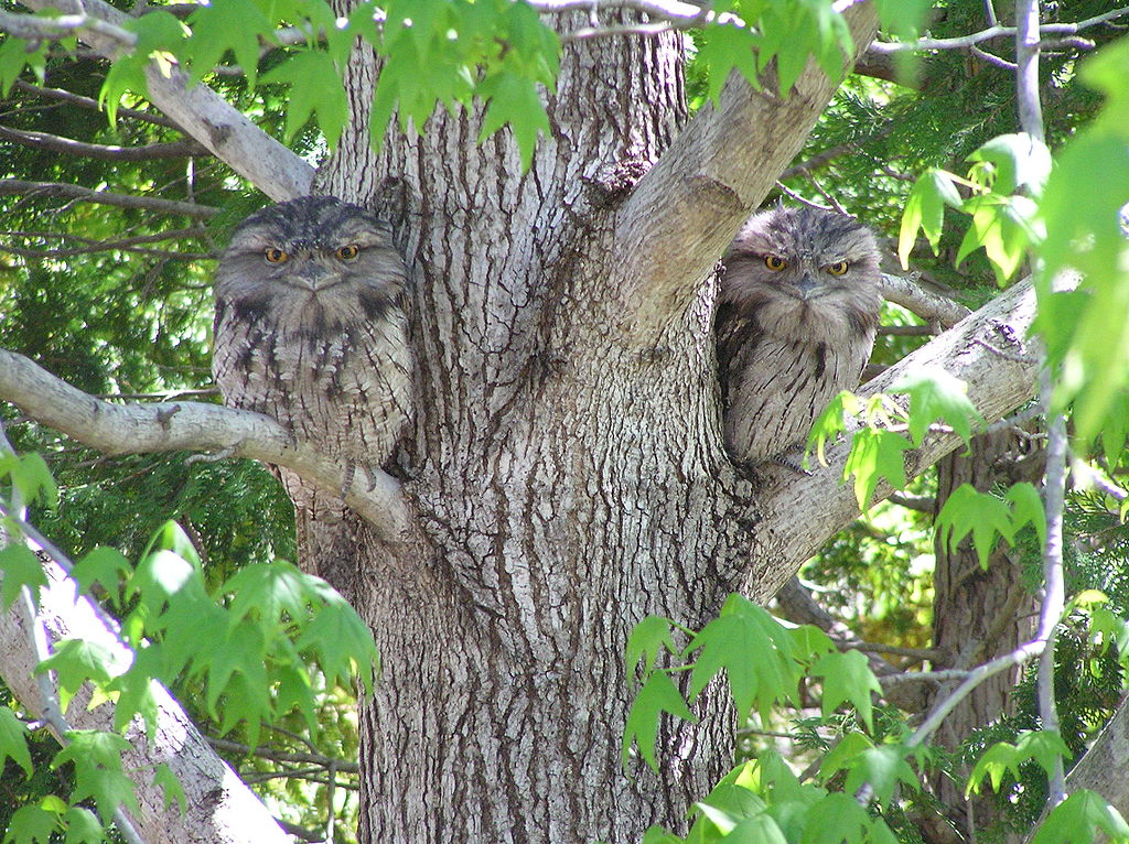 Two tawny frogmouths camo on tree trunk