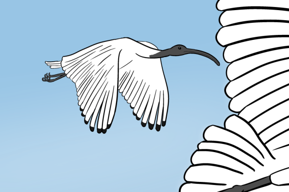 Australian white ibis at the National Carillon in Canberra - a cartoon