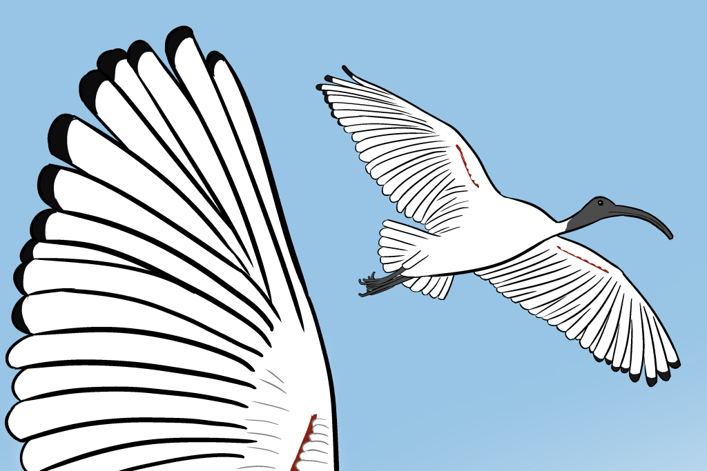 Low angle drawing of an Australian white ibis soaring through the air