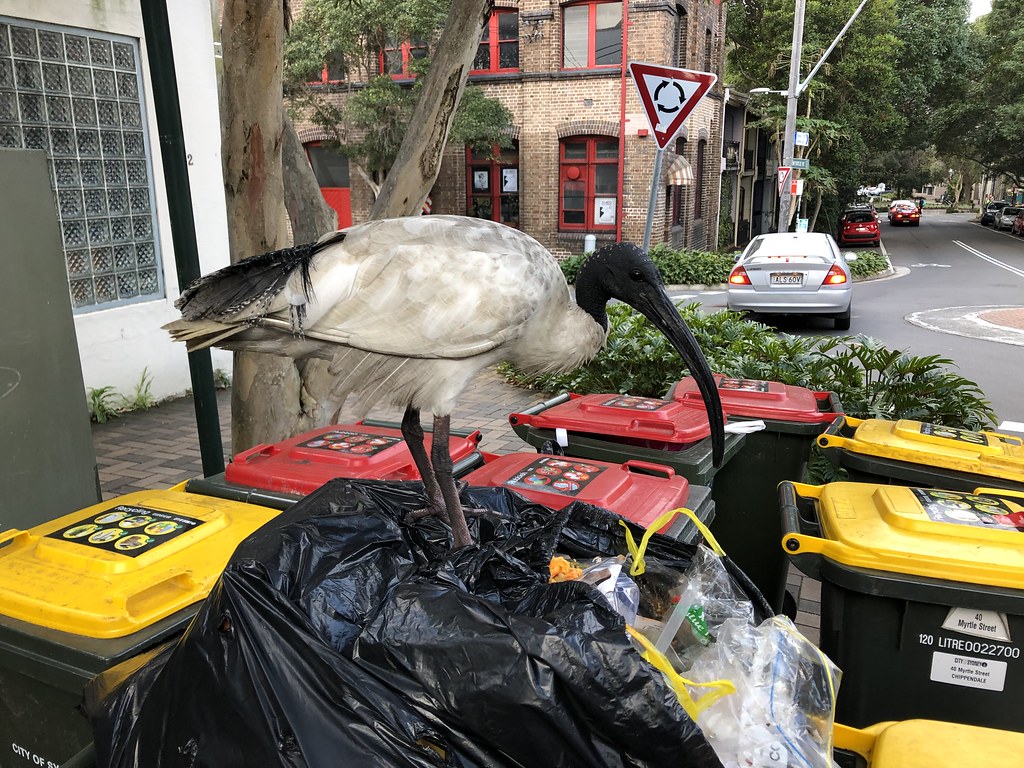 Bin chicken - Australian white ibis standing on top of bins