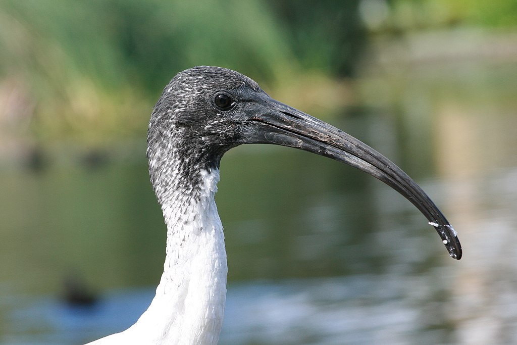 Closeup on the head of an ibis