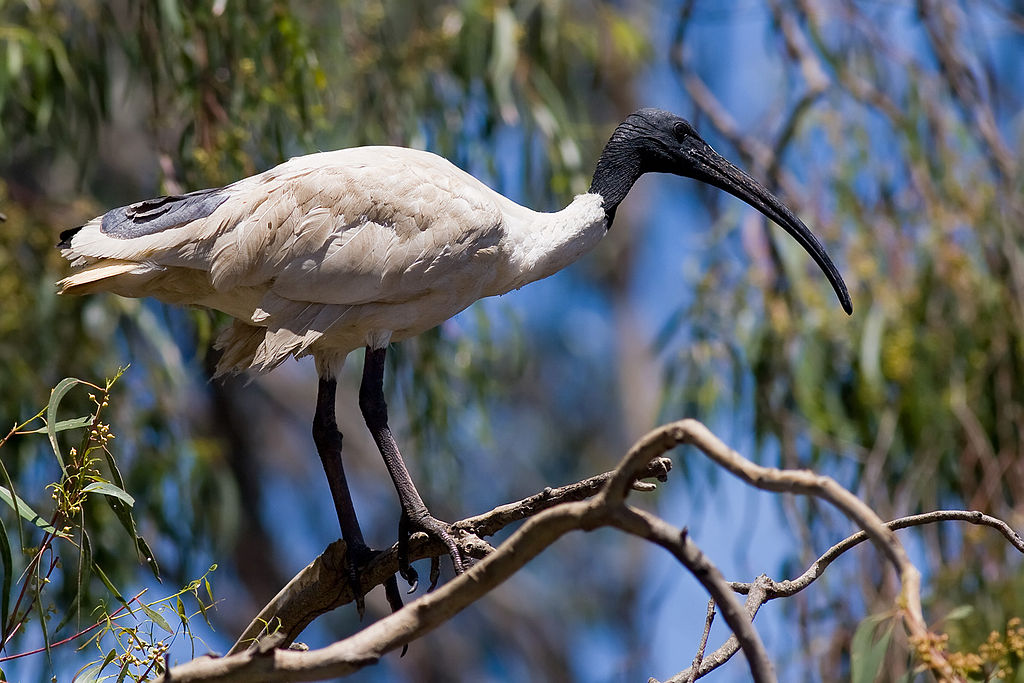 Photo of an Australian White Ibis standing in a tree
