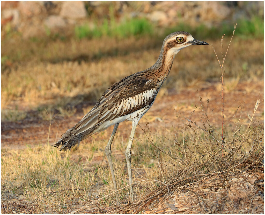 Bush Stone Curlew - Casuarina Coastal Reserve, Darwin, NT, Australia