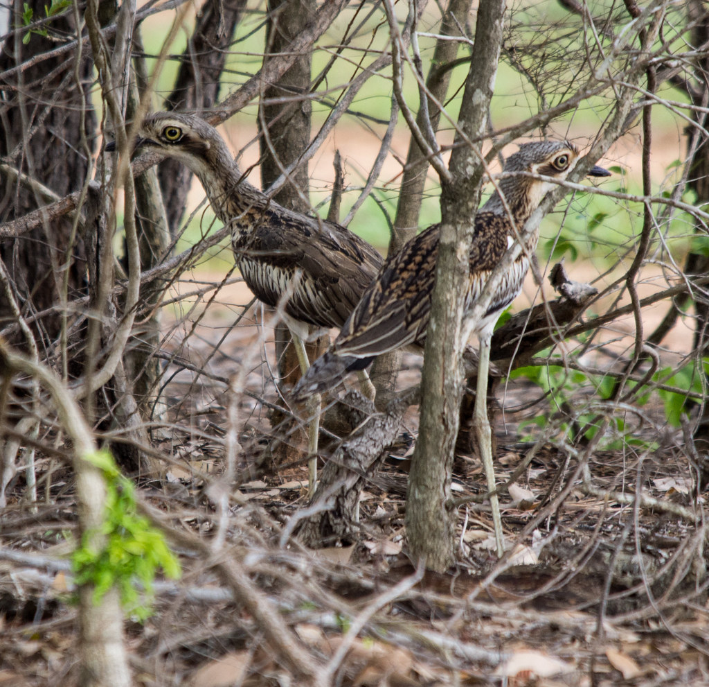 Frozen bush stone-curlews hiding in bushes