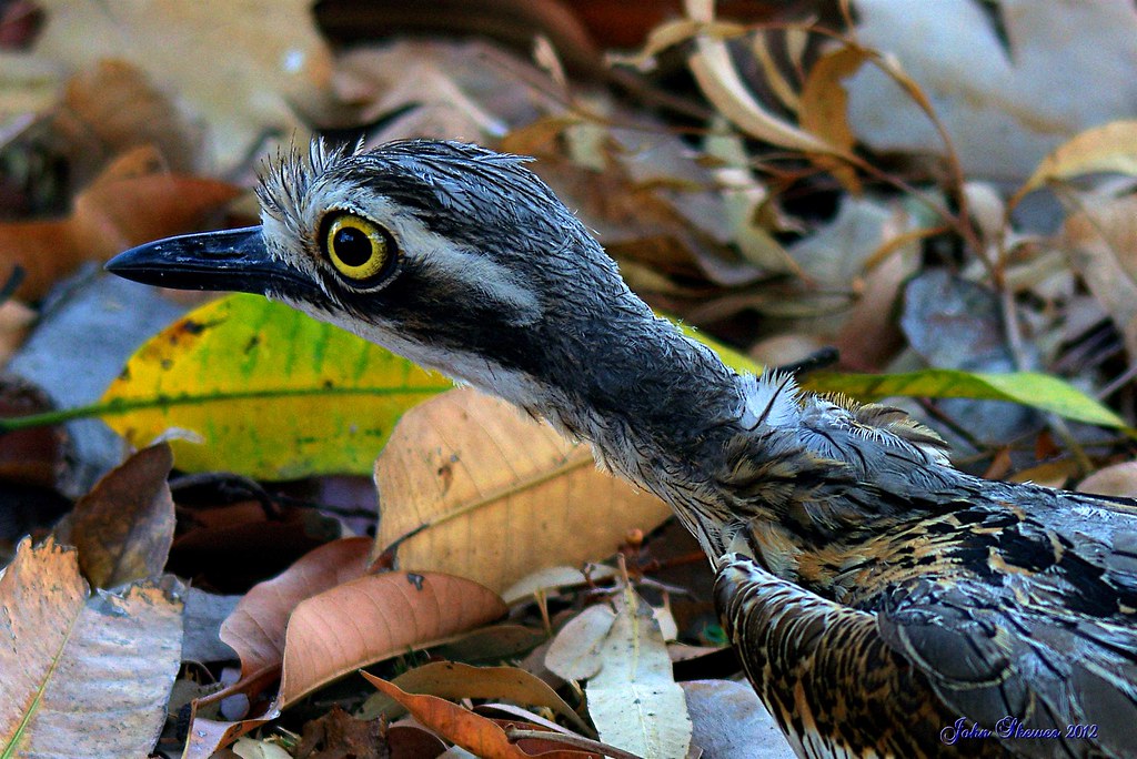 Curlew under the mango tree by john skewes