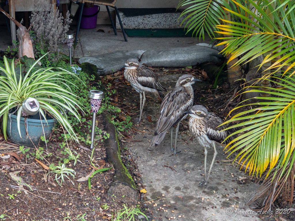 Bush stone-curlews hiding in plain sight - frozen on a path