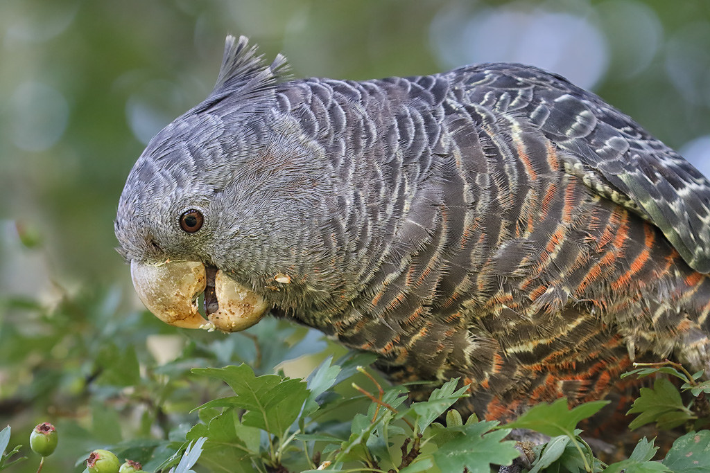 Gang-gang cockatoo (female) with grey head