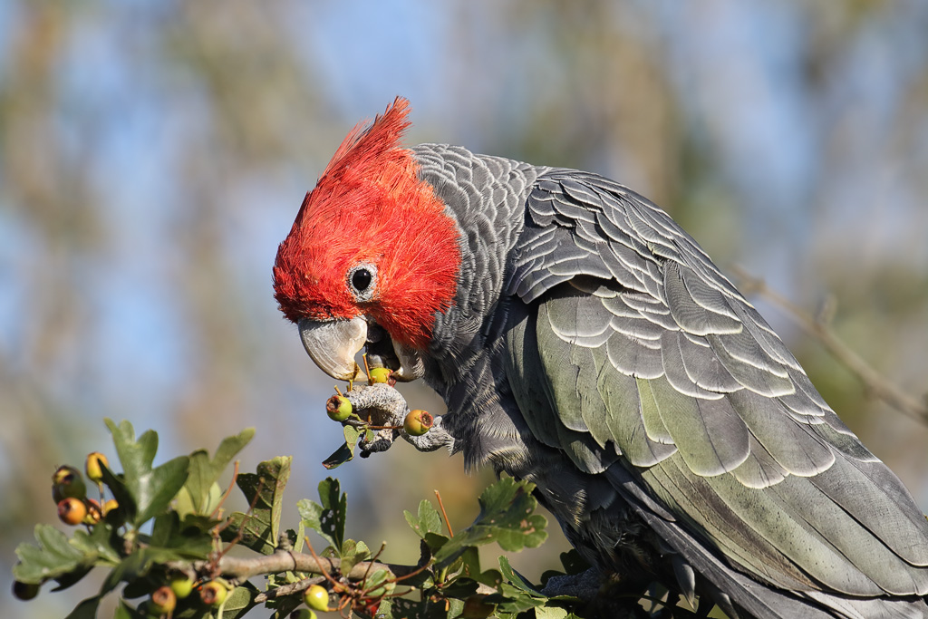 Gang-gang cockatoo male, with red head