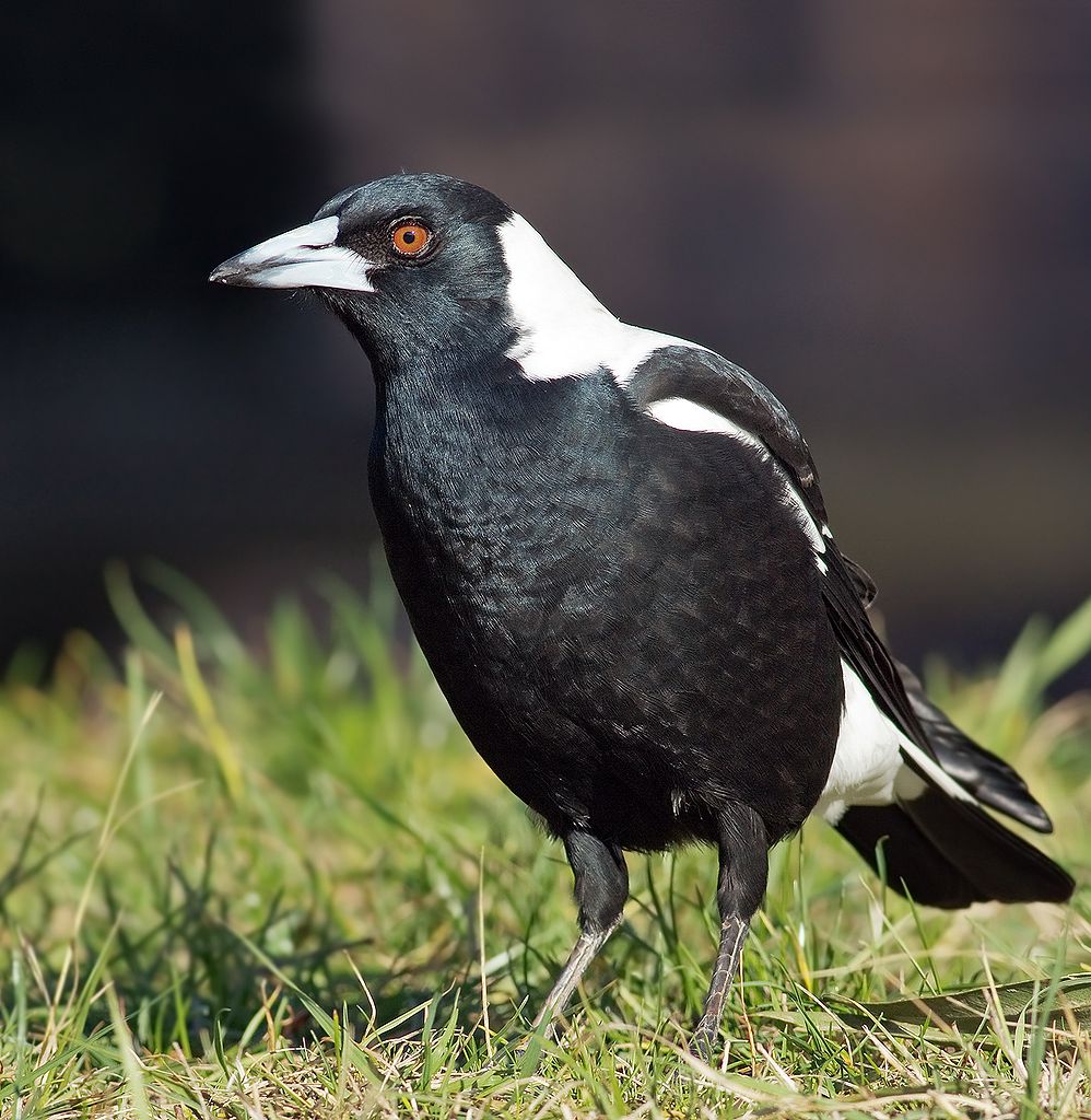 Magpie standing on grass